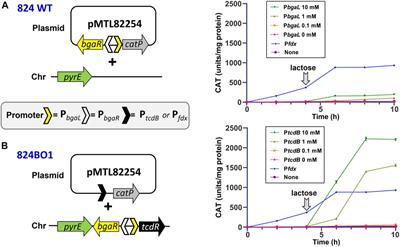 Chromosomal engineering of inducible isopropanol- butanol-ethanol production in Clostridium acetobutylicum